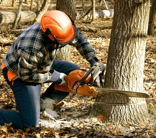 Tree Removal in Saint Cloud, WI